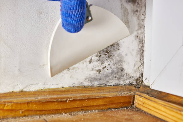 Best Commercial Mold Inspection  in Hanceville, AL